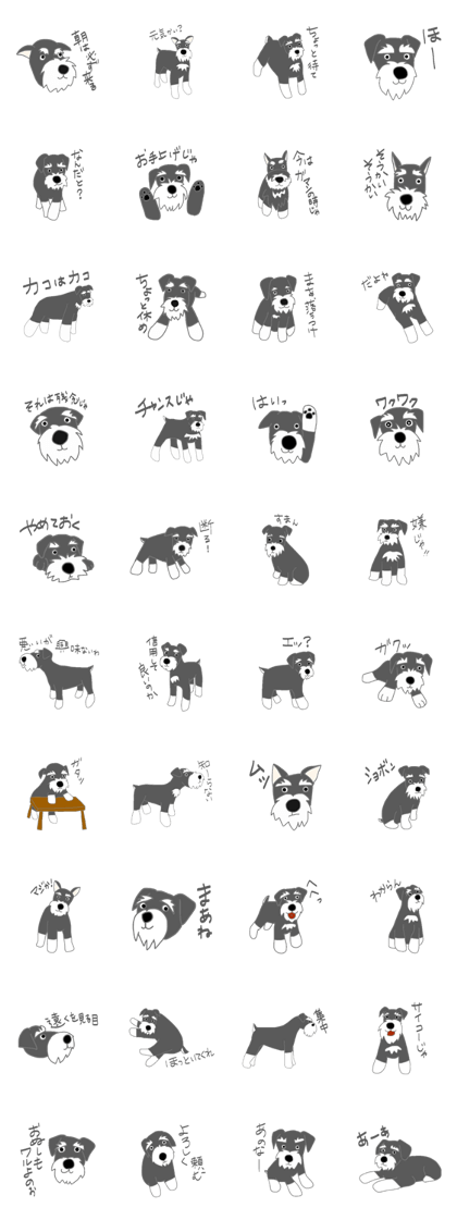 Schnauzers, sometimes look like a grampa