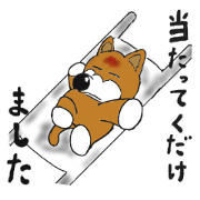 The dog to which energy springs 3