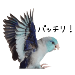 Flying Pacific Parrotlet 3