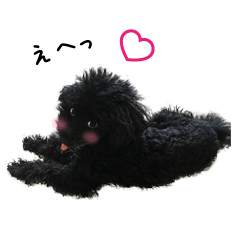 Black toy poodle, Ume-chan.