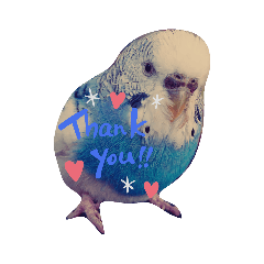 budgie lover_20200505184942