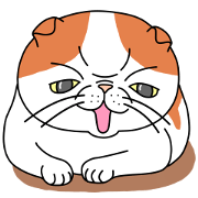 Lovely ugly cat