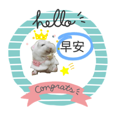可愛倉鼠丸丸和阿布