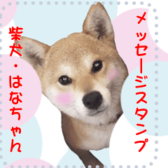 Shiba Inu Hanachan's MESSAGE STAMP
