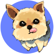 Every day Yorkshire terrier