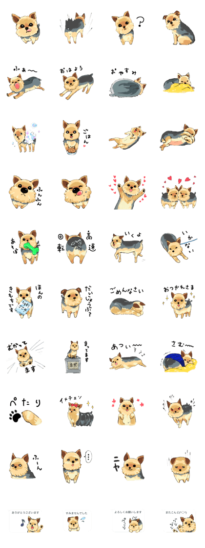 Every day Yorkshire terrier