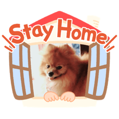 Pomeranian no mocochan_stayhome stamps