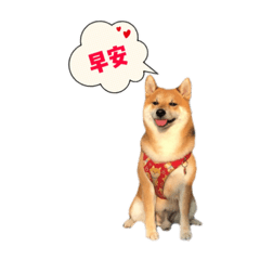 柴犬RUKA No.1