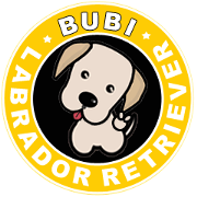 Labrador Bi II