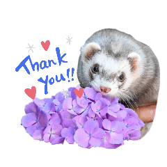 Sumire_20200506163408