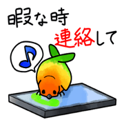 Sun Conure 2(birds)