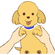 Blanket the poodle