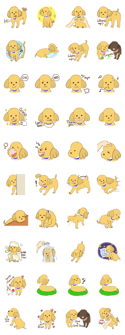 Blanket the poodle