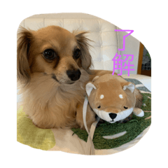 Yugo_20200506225359