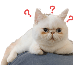 麻吉家族大集合