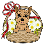 Small brave dog Yorkshire Terrier