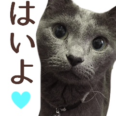 yoshi family cat photo sticker