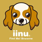 iinu - Cavalier King Charles Spaniel