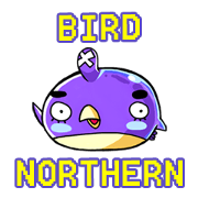 Northern Bird