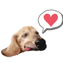 originalstamp.mypet dog