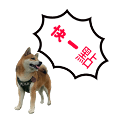 柴犬RUKA No.2