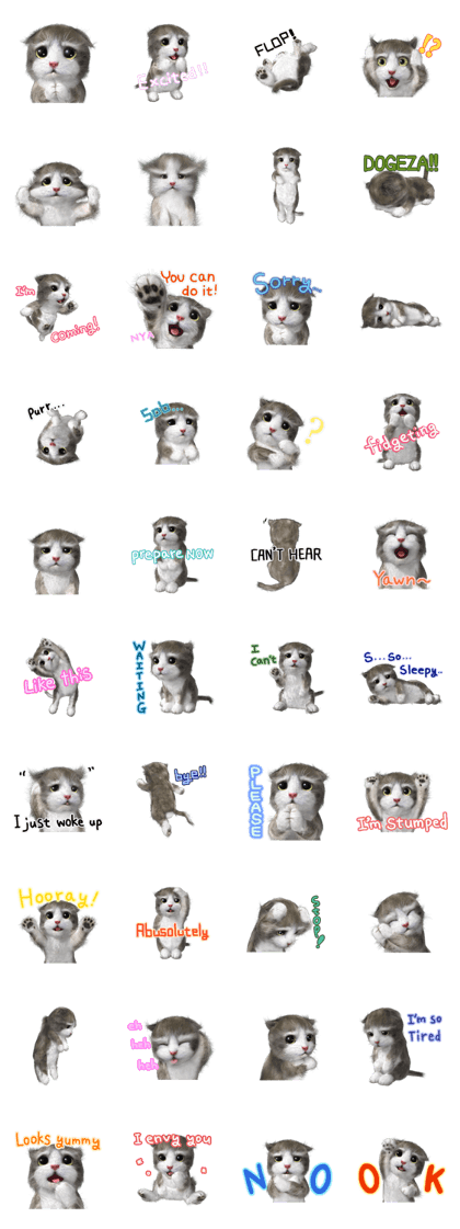 Cu Mohu Kitten EN