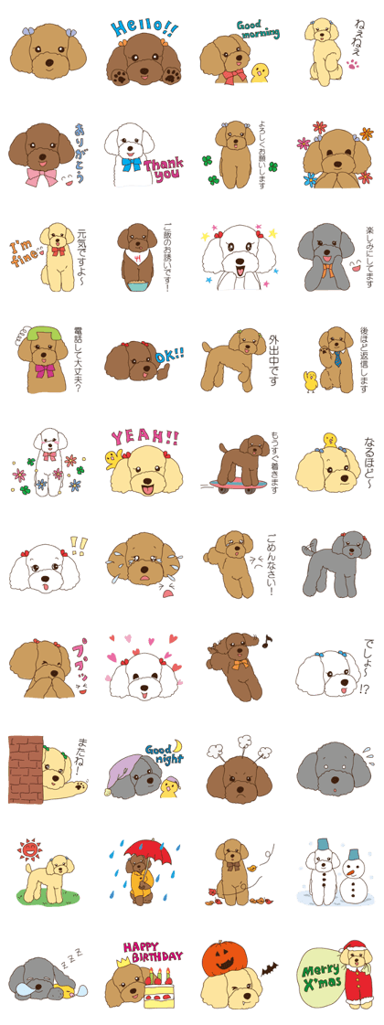 My sweetie,Toy poodle!!