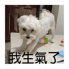 馬尼馬尼馬尼