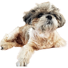 EVERY ONE'S PET