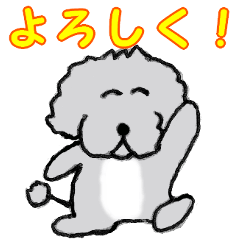 Toy Poodle Gen-chan No.2