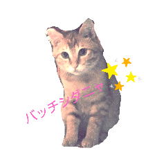 nyanko_5555