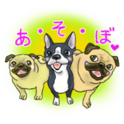 Pugs and boston terrier