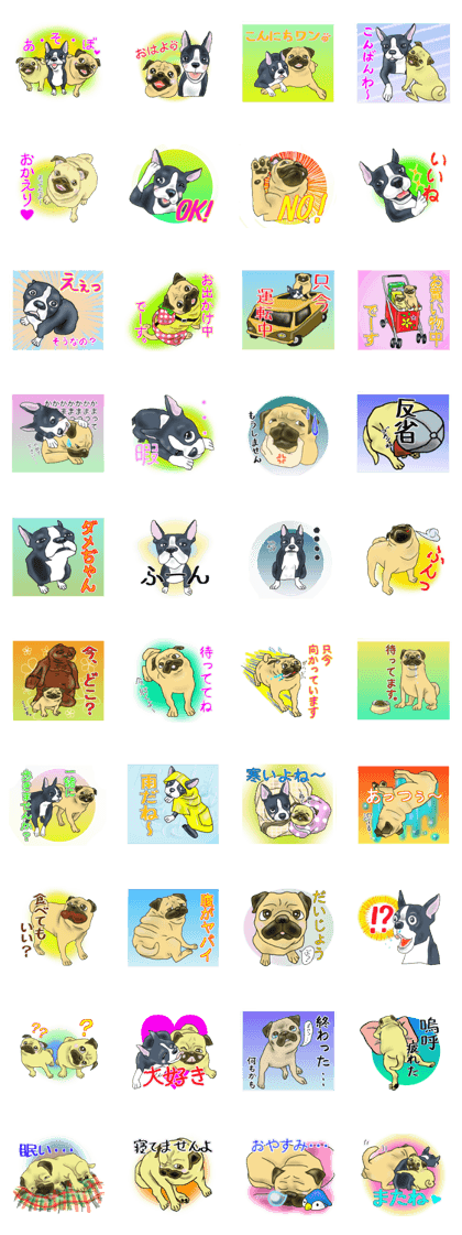 Pugs and boston terrier