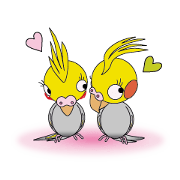 Day-to-day Cockatiel
