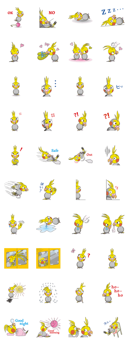 Day-to-day Cockatiel