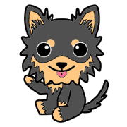 Chihuahua of MOMO-chan