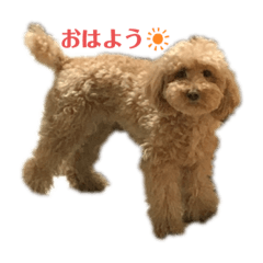 Maro No. 1