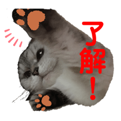 uchi no  neco nana  no  stamp