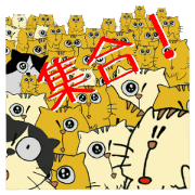 HamHamCat