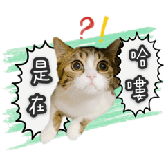 進寶真勁寶