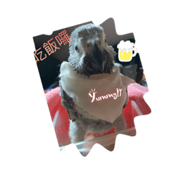 家有灰鸚鵡Bobby