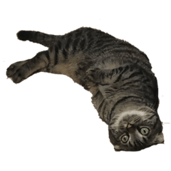 ねこのさんま Lineクリエイターズスタンプ Stamplist