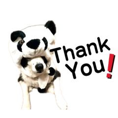 hanasaku bordercollie