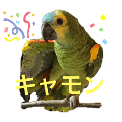 Blue fronted amazon parrot AO chan