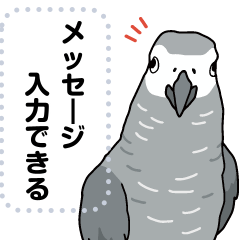 Zoo 39 / Grey Parrot 2