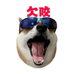 柴犬RUKA No.3