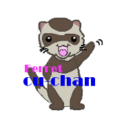Ferret cu-chan Ferret cu-chan