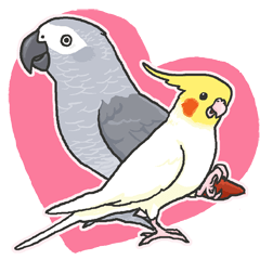Cockatiel and Grey Parrot