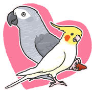Cockatiel and Grey Parrot Cockatiel and Grey Parrot