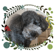 koha design_dog